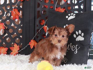 Yorkiepoo dogs Suzie-Q - Ad 39