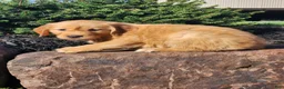 Golden Retriever dogs for sale: Chloe - Ad 4