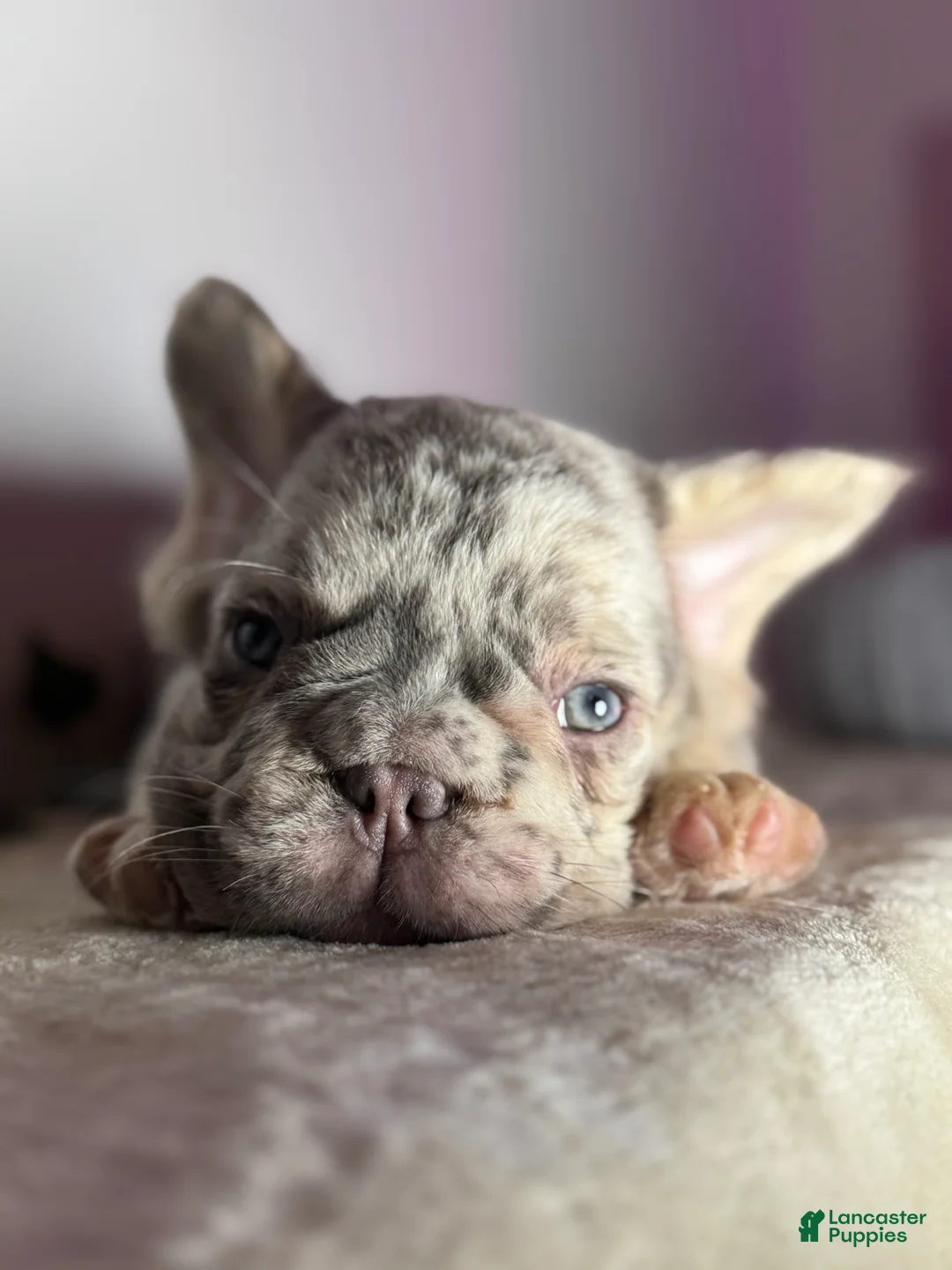 French Bulldog dogs for sale: Big Rope Lilac tan Merle Fluffy Male  - Ad 6