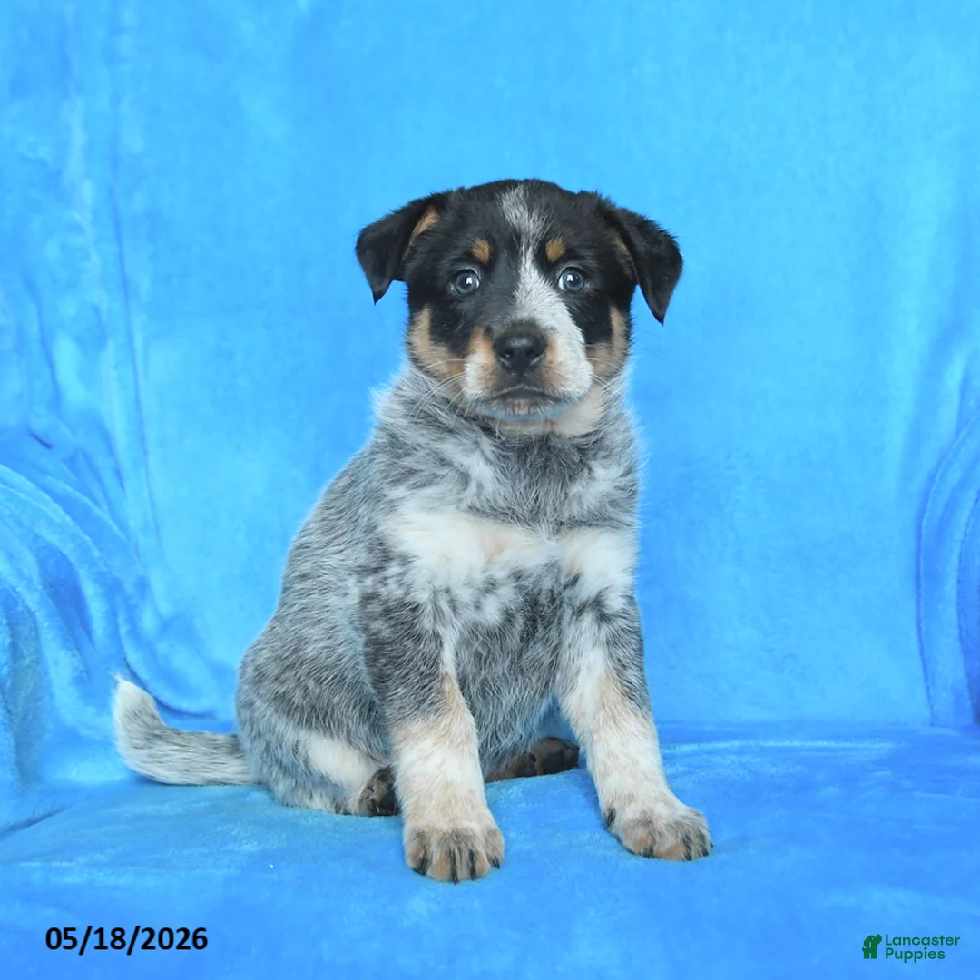 Australian Cattle Dog dogs for sale: Elizabeth - Ad 1