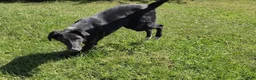 Border Collie dogs for sale: Mona - Ad 6