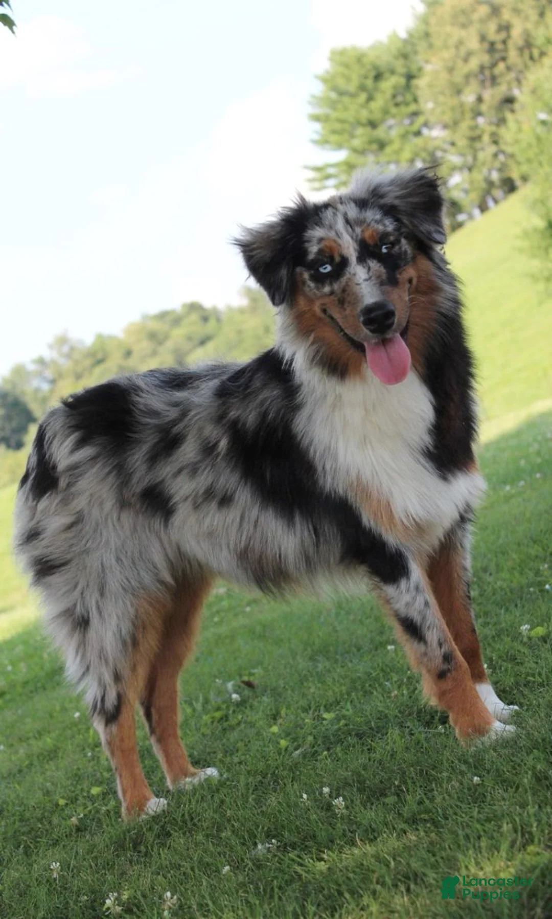 Australian Shepherd dogs for sale: Darcy - Ad 4