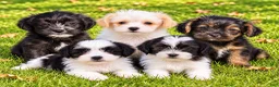 Shihpoo dogs for sale: Teddy - Ad 6