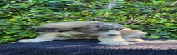 Mixed Breed dogs for sale: Yellow - Ad 6