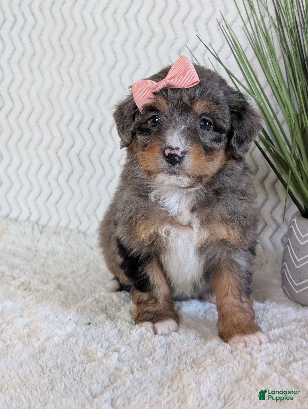 Mini Bernedoodle dogs for sale: Mini Skye  - Ad 18