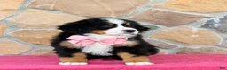Bernese Mountain Dog dogs for sale: Rue - Ad 3
