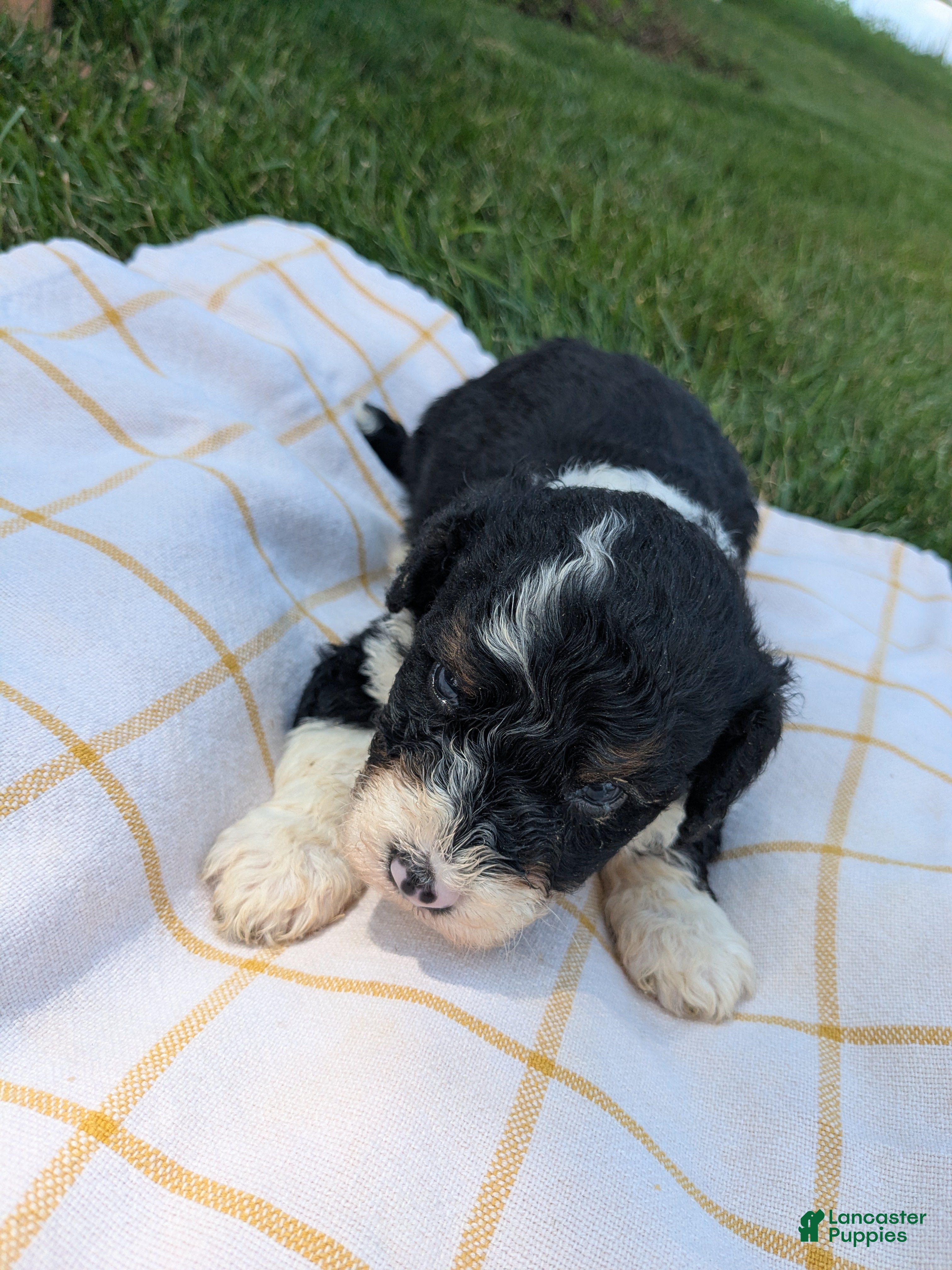 Bernedoodle dogs Buster  - Ad 2