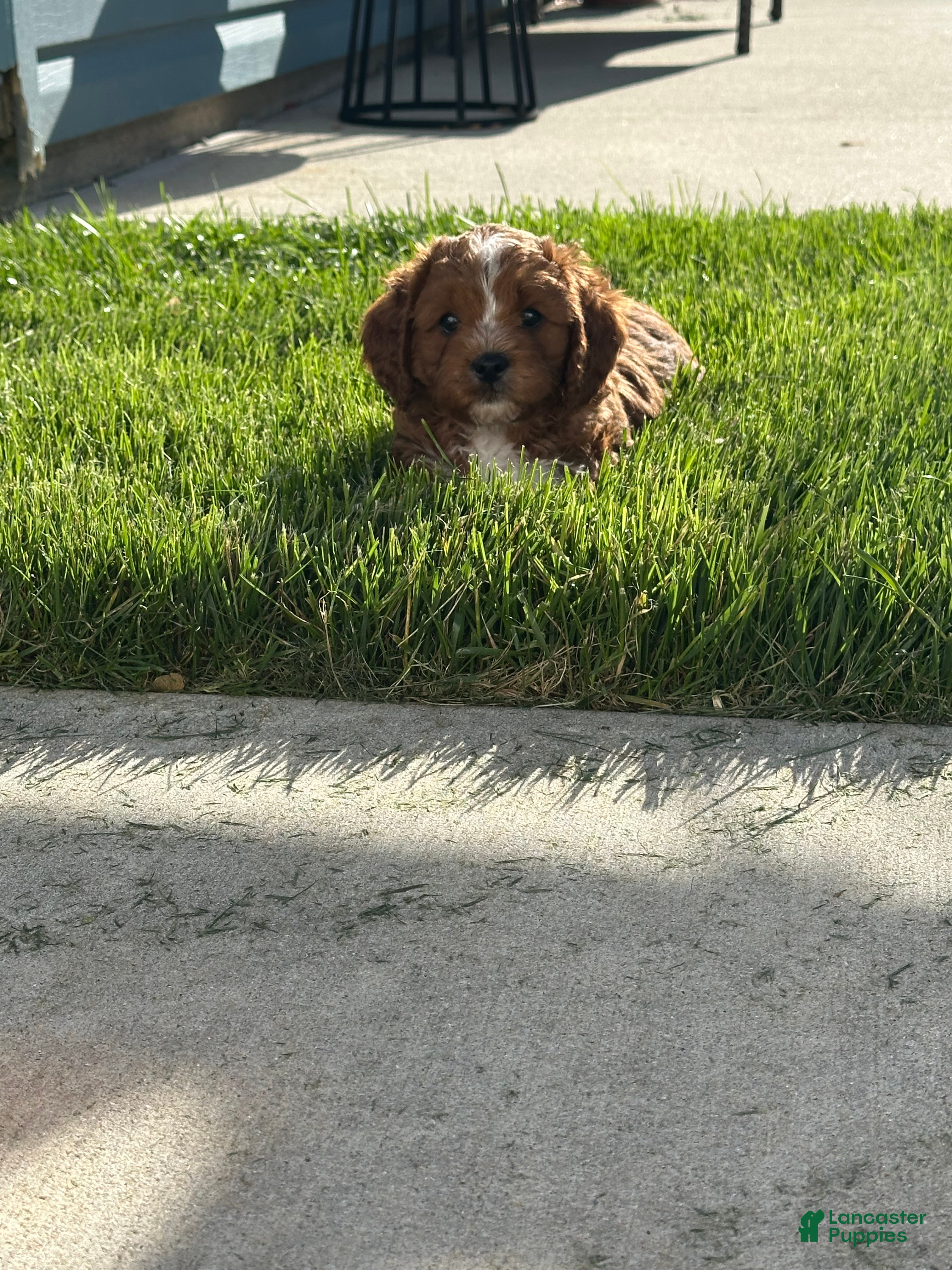 Cavapoo dogs for sale: Milo - Ad 1