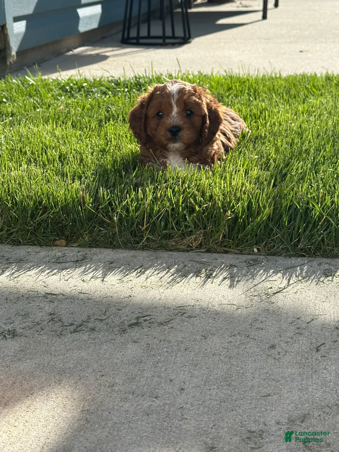 Cavapoo dogs for sale: Milo - Ad 1