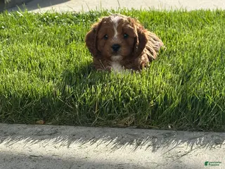 Cavapoo dogs for sale: Milo - Ad 1