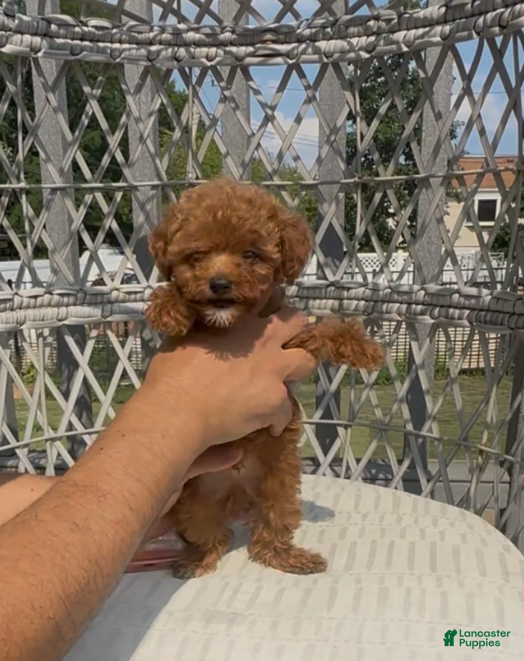 Toy Poodle dogs for sale: Teacup poodle Chinese bloodline  - Ad 2