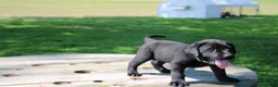 Labrador Retriever dogs for sale: Randy - Ad 2