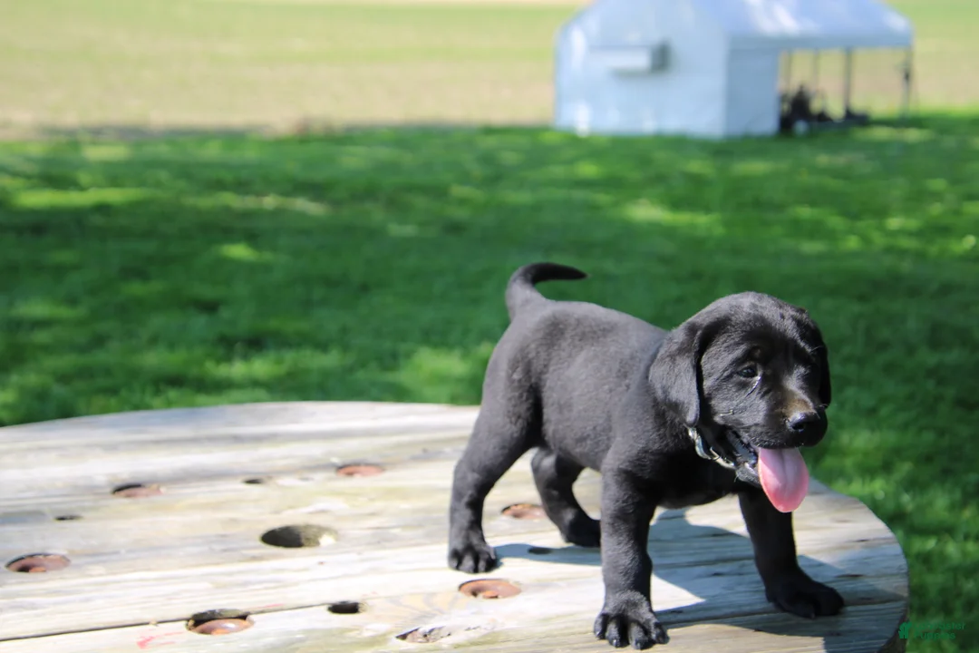 Labrador Retriever dogs for sale: Randy - Ad 2
