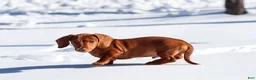 Dachshund dogs for sale: Harley - Ad 13