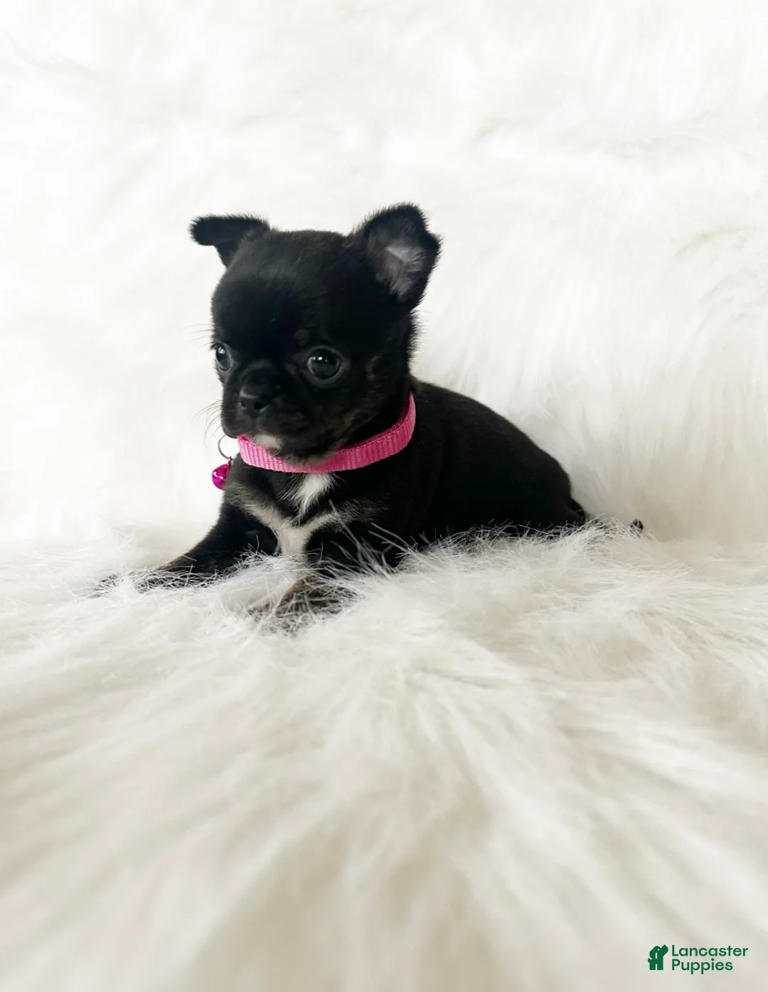 Chihuahua dogs for sale: Cherry - Ad 6