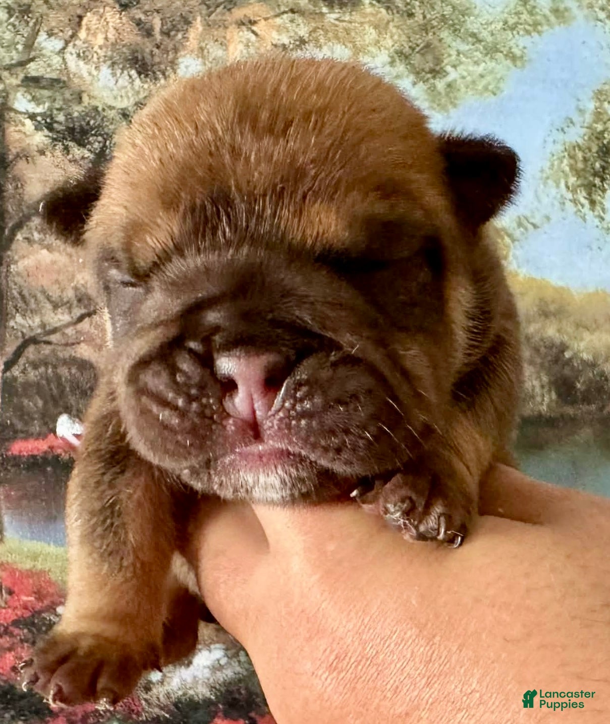 English Bulldog dogs English Bulldog Puppy 1 - Ad 1