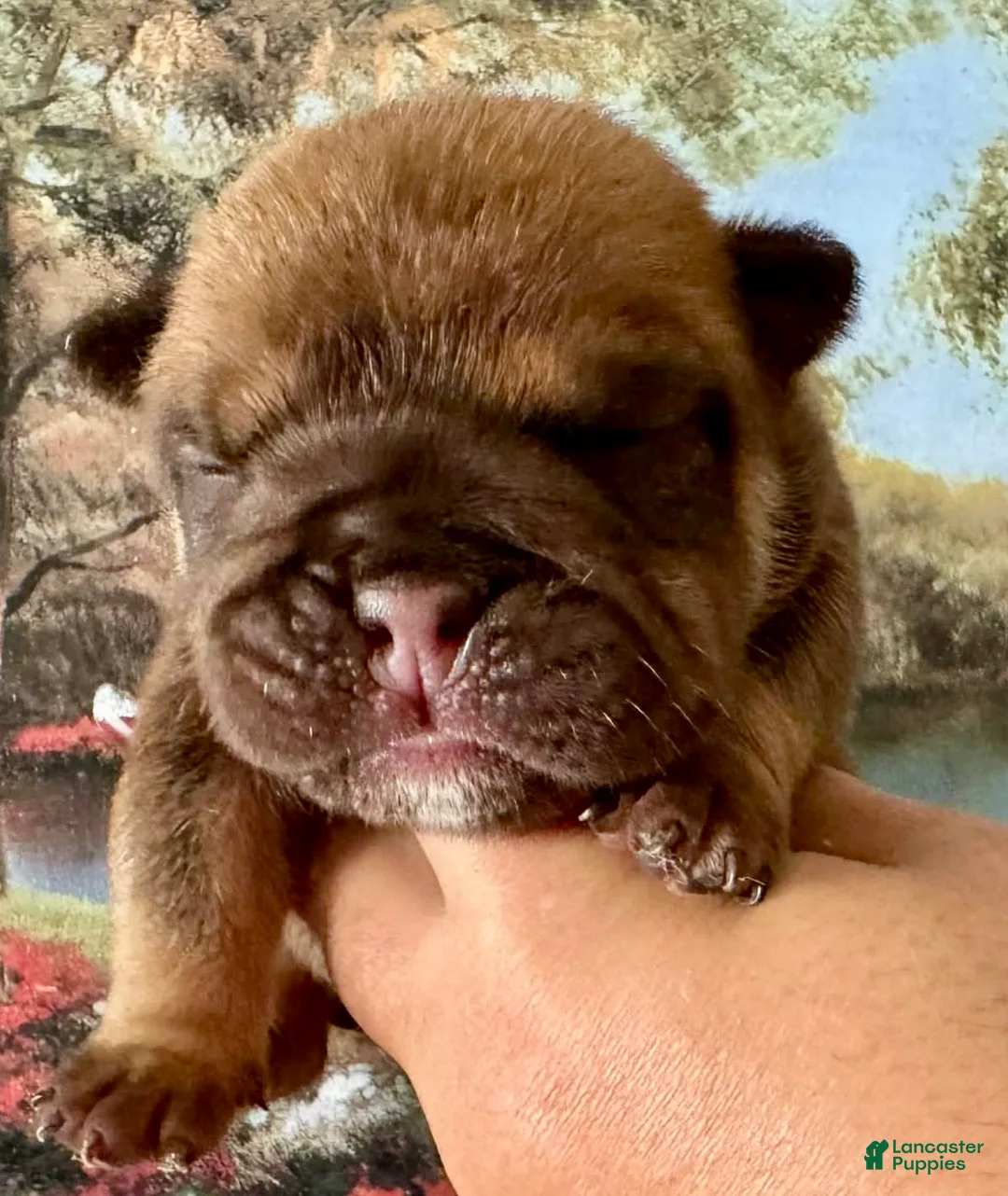 English Bulldog dogs for sale: English Bulldog Puppy 1 - Ad 1