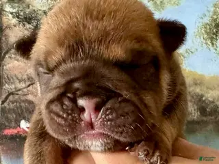English Bulldog dogs for sale: English Bulldog Puppy 1 - Ad 2