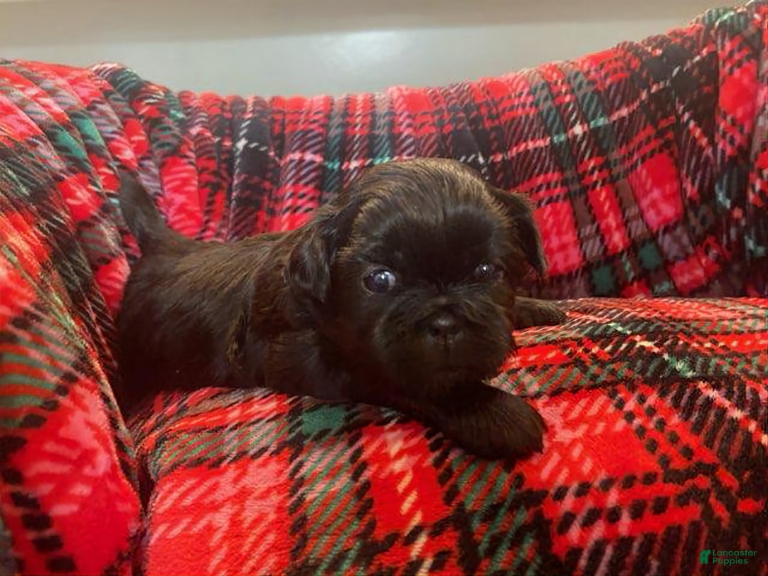 Shih Tzu dogs for sale: MAX, Shih Tzu, Male, 10 weeks, AKC Champion Blood Line - Ad 10