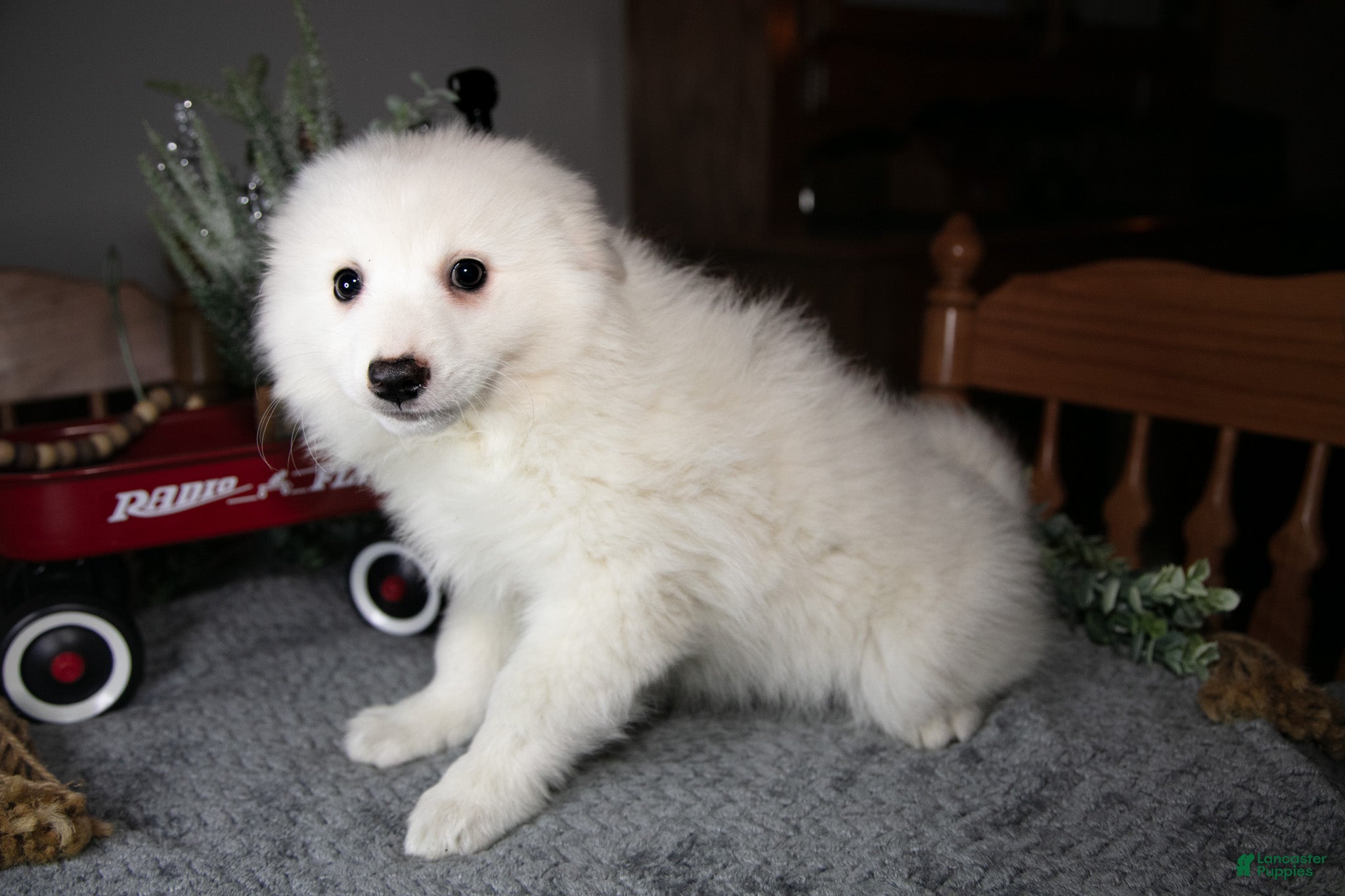 American Eskimo dogs Cotton - Ad 2