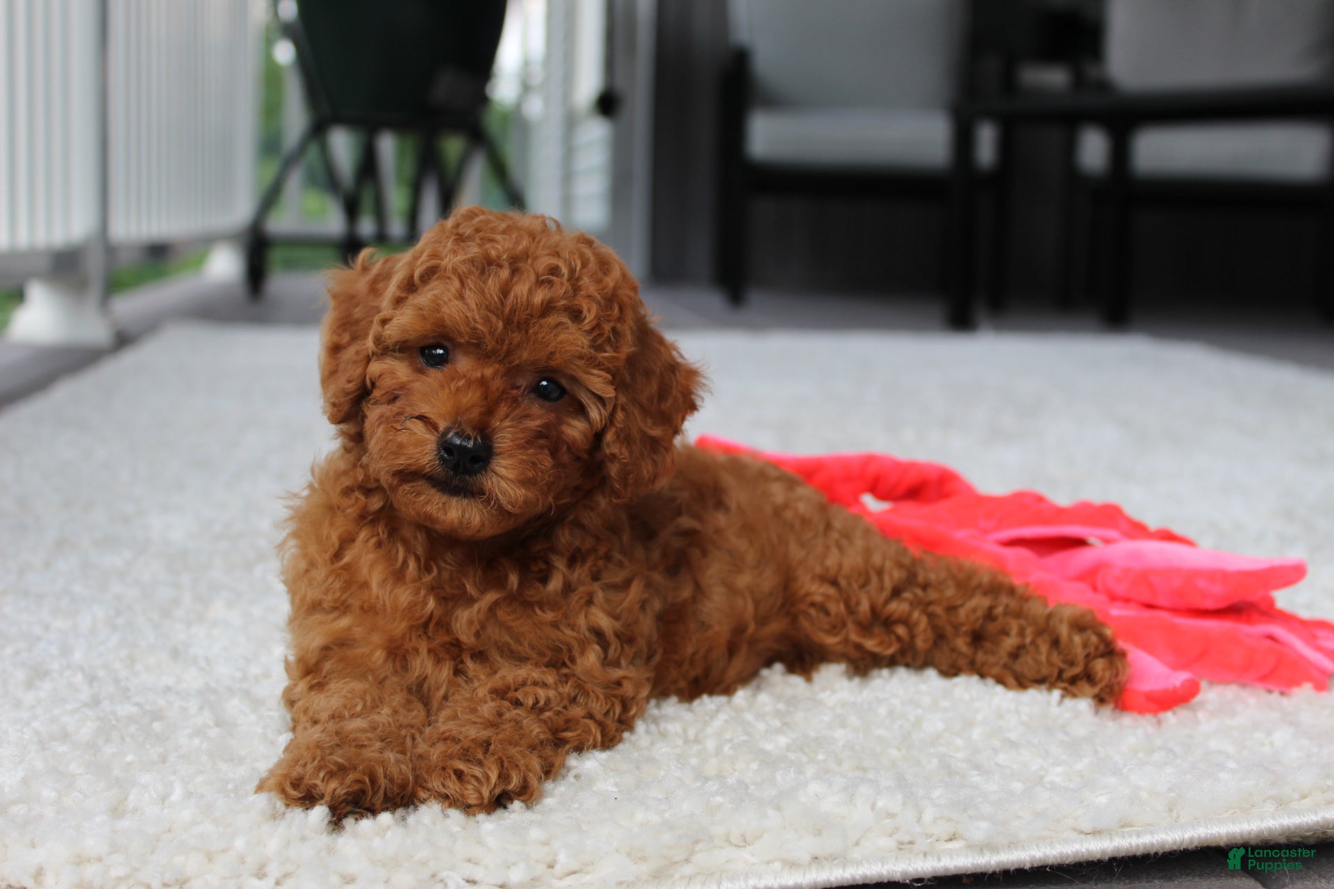 Toy Poodle dogs Tony - Ad 2