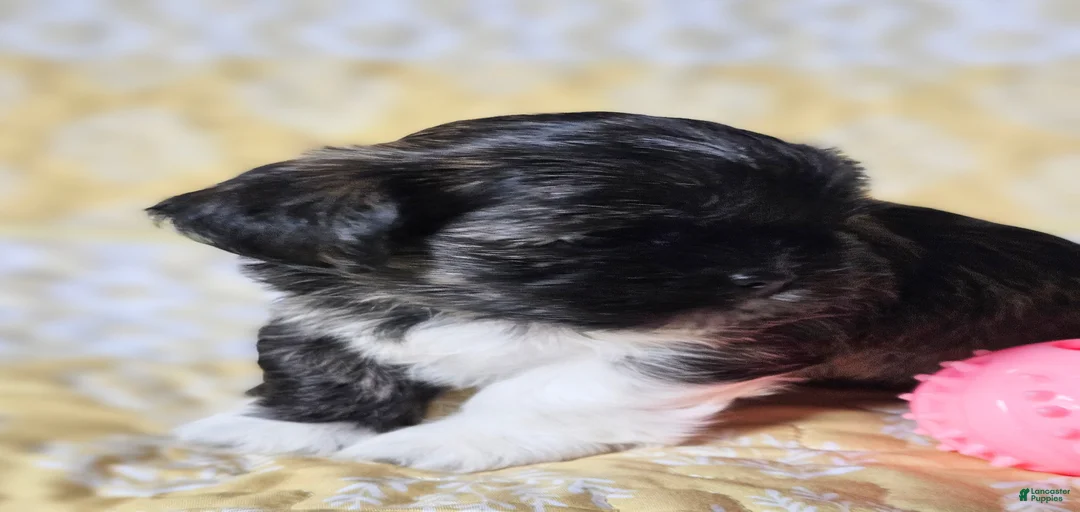 Gallery Image {{count}}