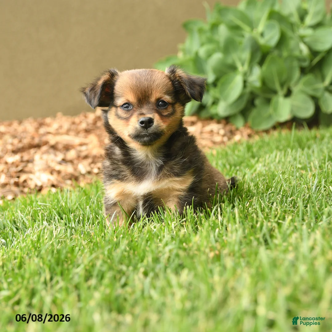 Chihuahua dogs for sale: Matt  - Ad 5