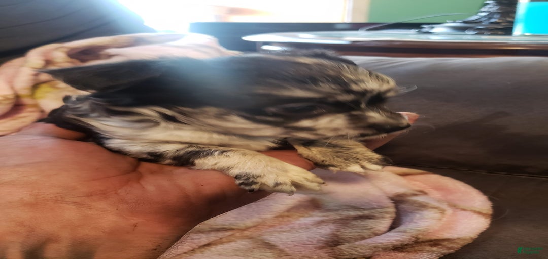 Gallery Image {{count}}