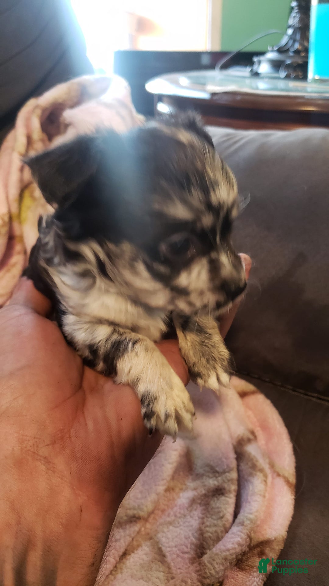 Gallery Image {{count}}