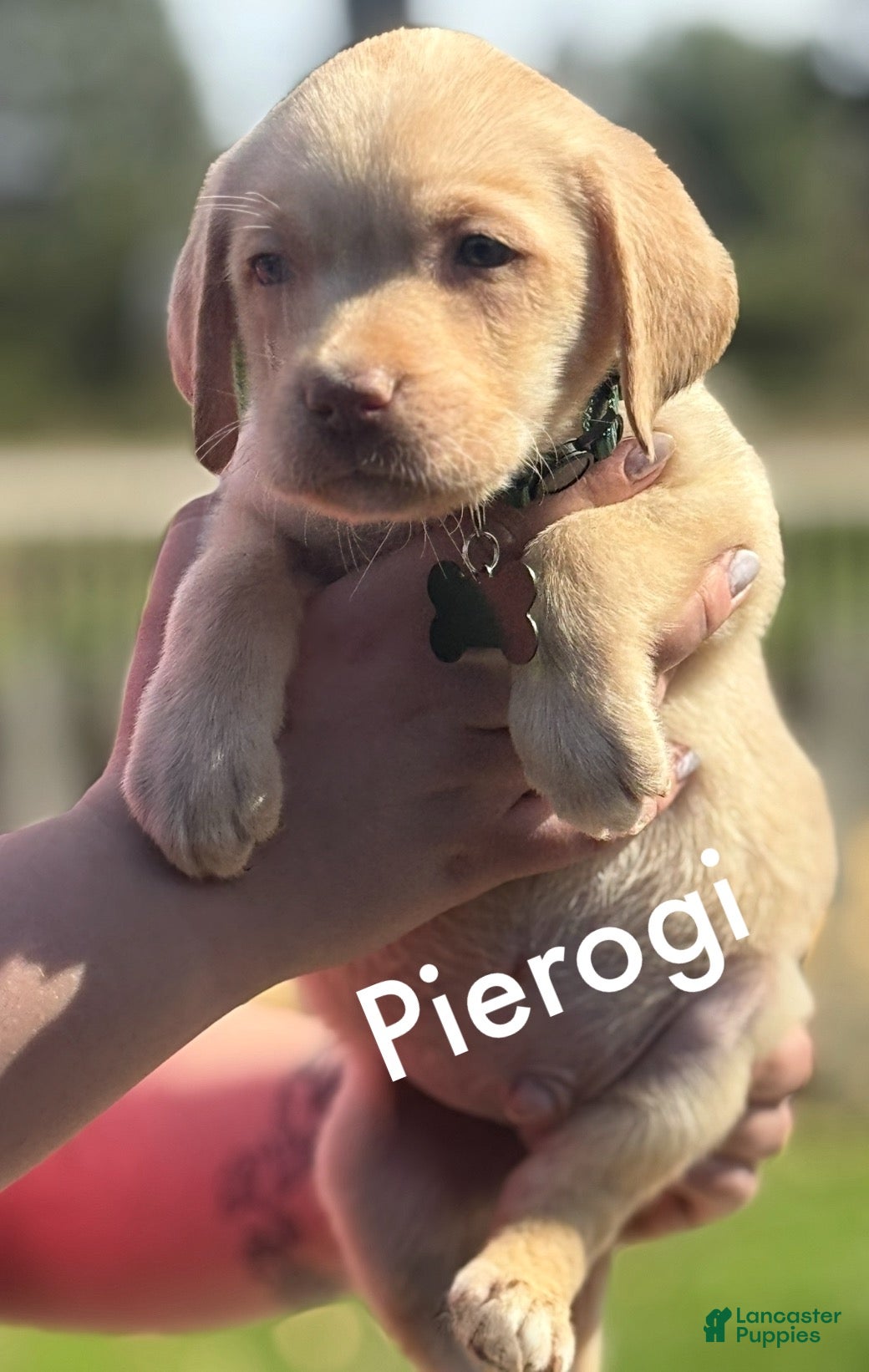 Labrador Retriever dogs Labrador Retriever Puppy 1 - Ad 1