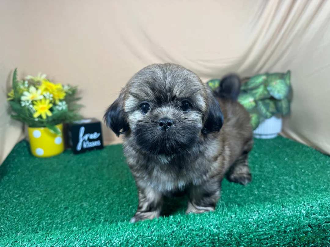 Shih Tzu dogs for sale: Shih Tzu 1 - Ad 2