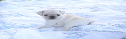 Pug dogs for sale: Chai -female- - Ad 11