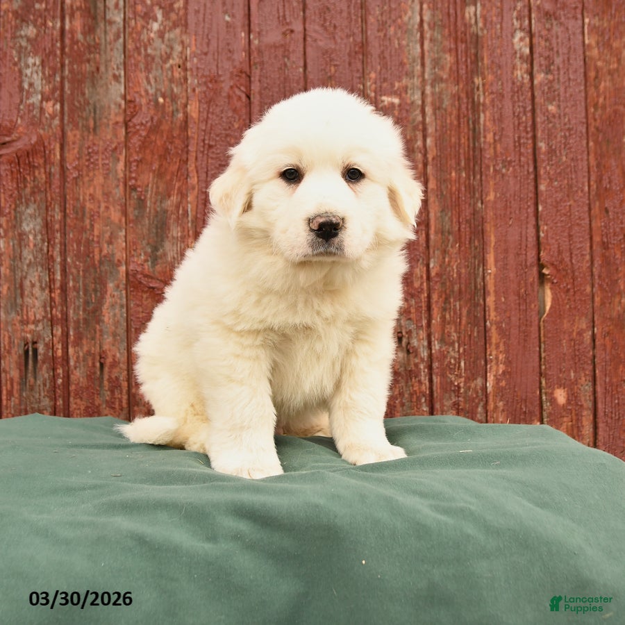 Great Pyrenees dogs Rufus - Ad 1
