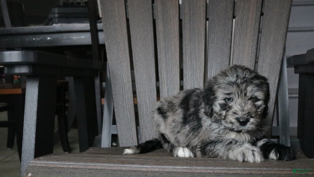 Newfypoo dogs for sale: Rain - Ad 7