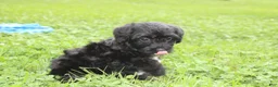 Yorkiepoo dogs for sale: Ranger  - Ad 20