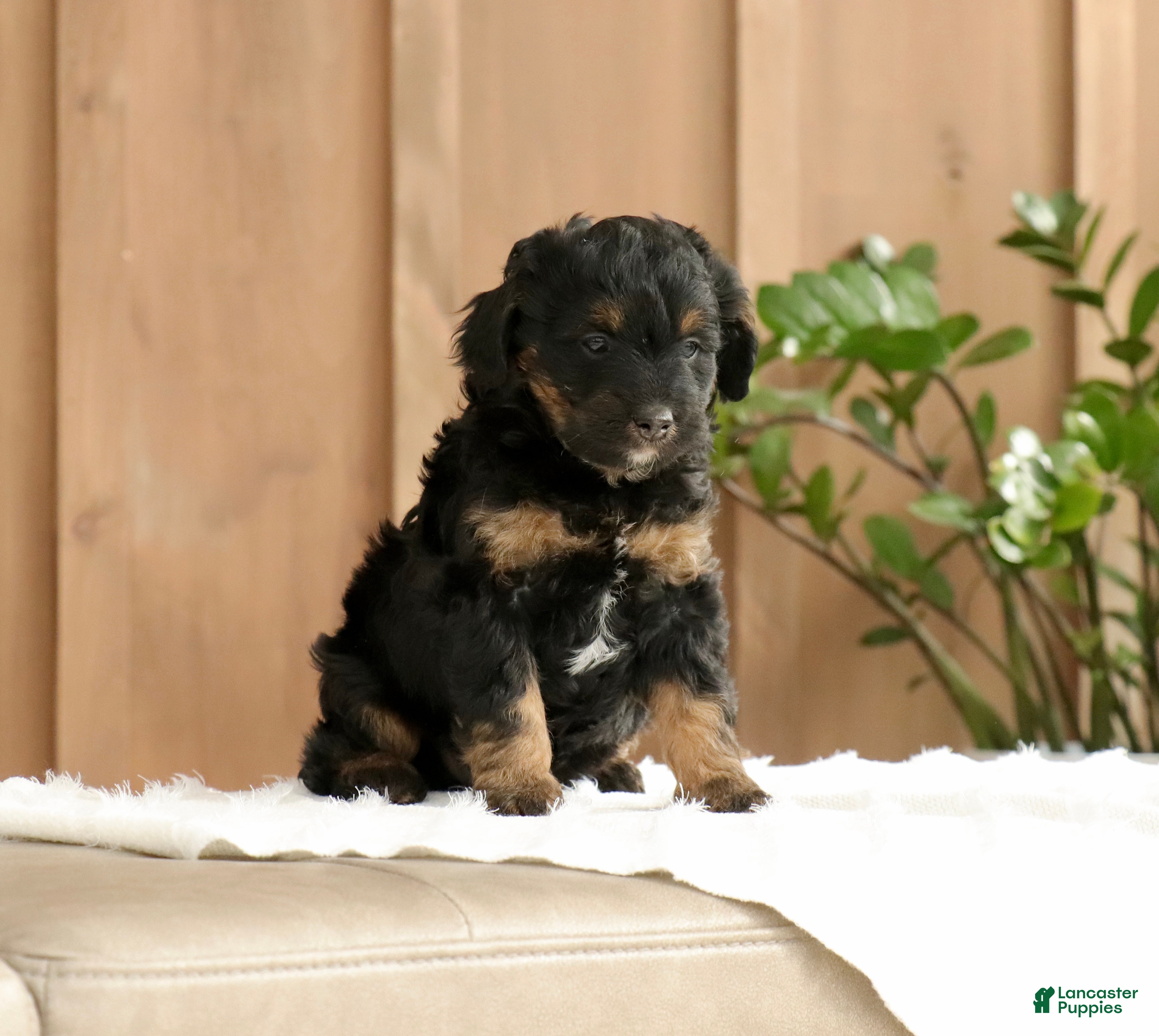 Mini Bernedoodle dogs for sale: Lucas - Ad 4