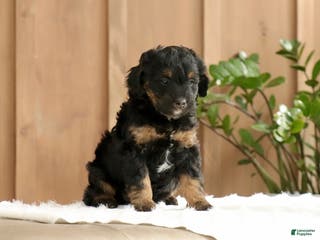 Mini Bernedoodle dogs for sale: Lucas - Ad 4