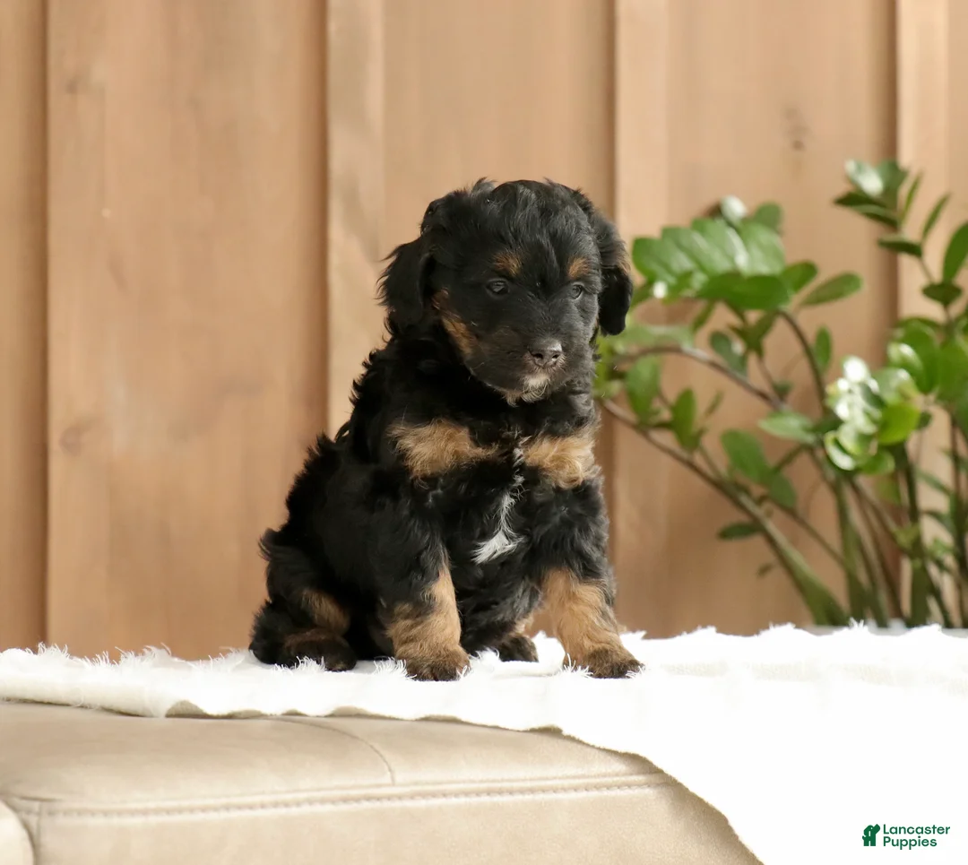 Mini Bernedoodle dogs for sale: Lucas - Ad 1