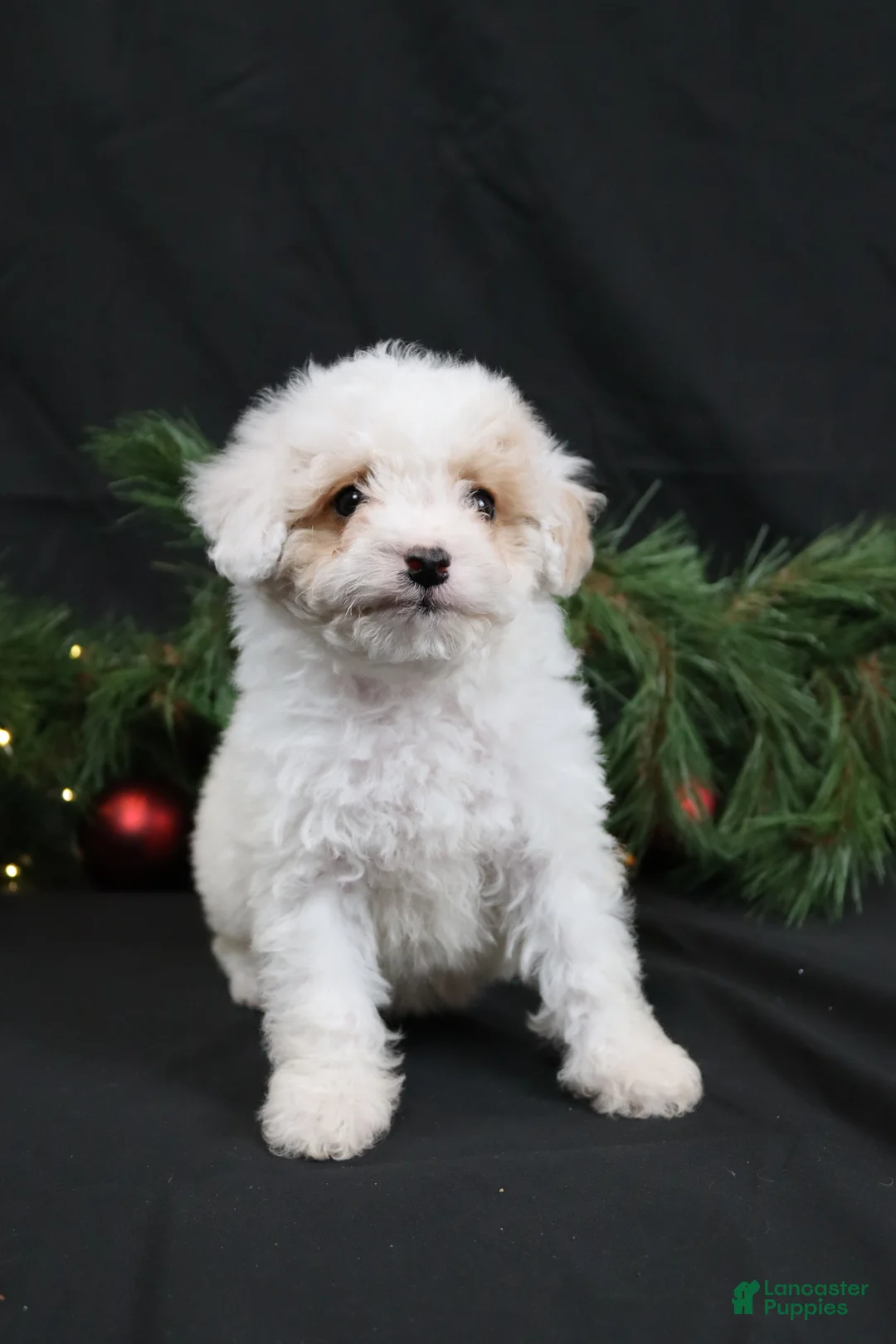 Cavapoo dogs for sale: Joy - Ad 4