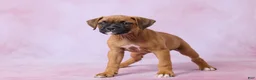 Boxer dogs for sale: Tammy - Ad 5