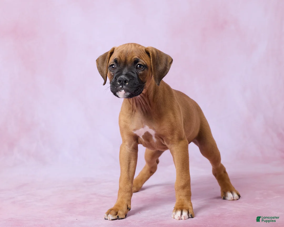 Boxer dogs for sale: Tammy - Ad 5