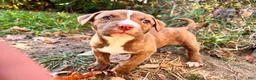 Mixed Breed dogs for sale: Girl 3 - Ad 3