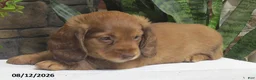 Miniature Dachshund dogs for sale: Jenny - Ad 7