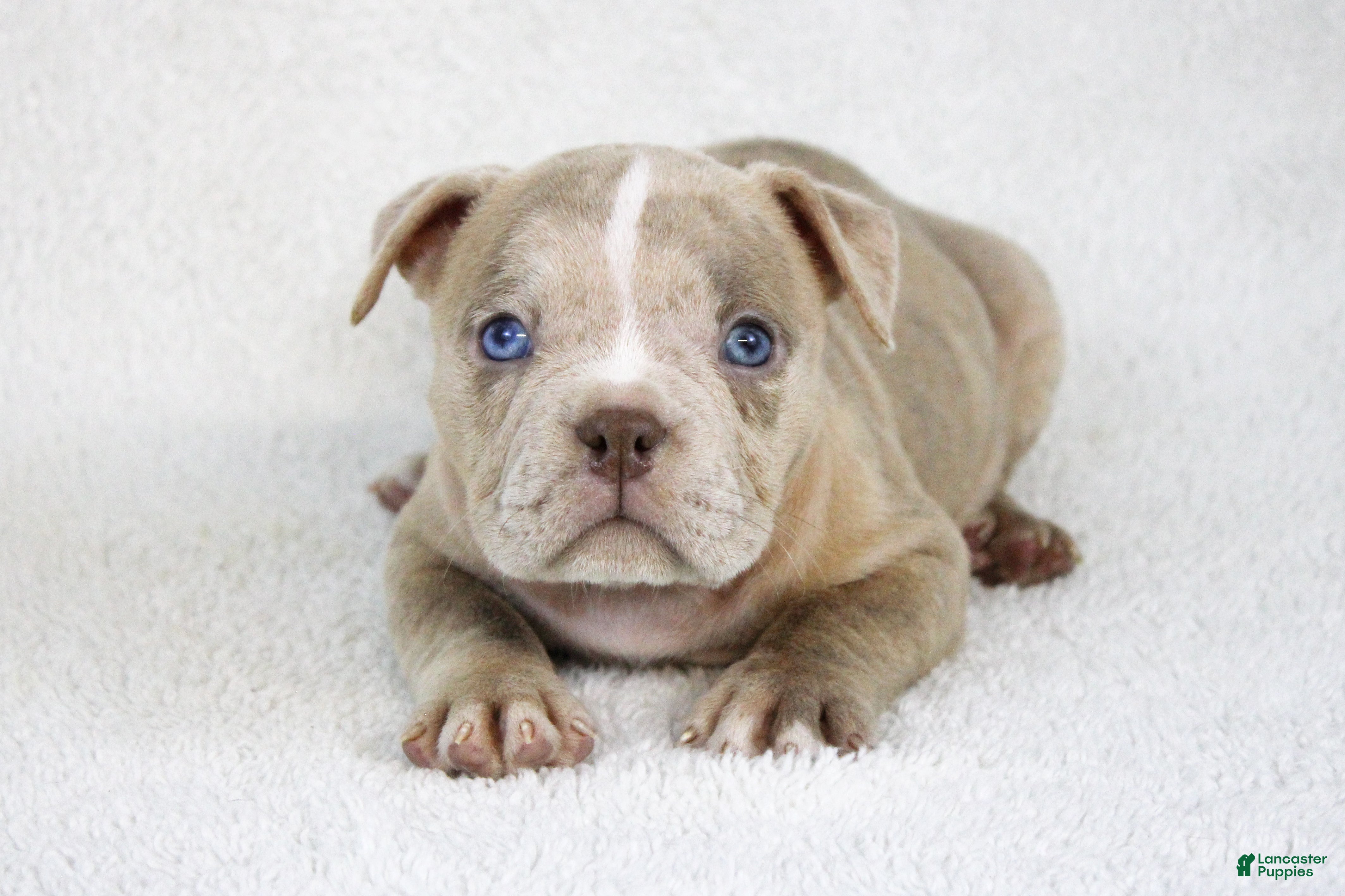 American Bully dogs Lilac Merle Female - Ad 2