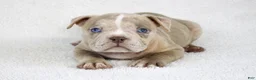 American Bully dogs for sale: Lilac Merle Female - Ad 2