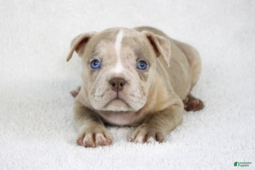 American Bully dogs for sale: Lilac Merle Female - Ad 2