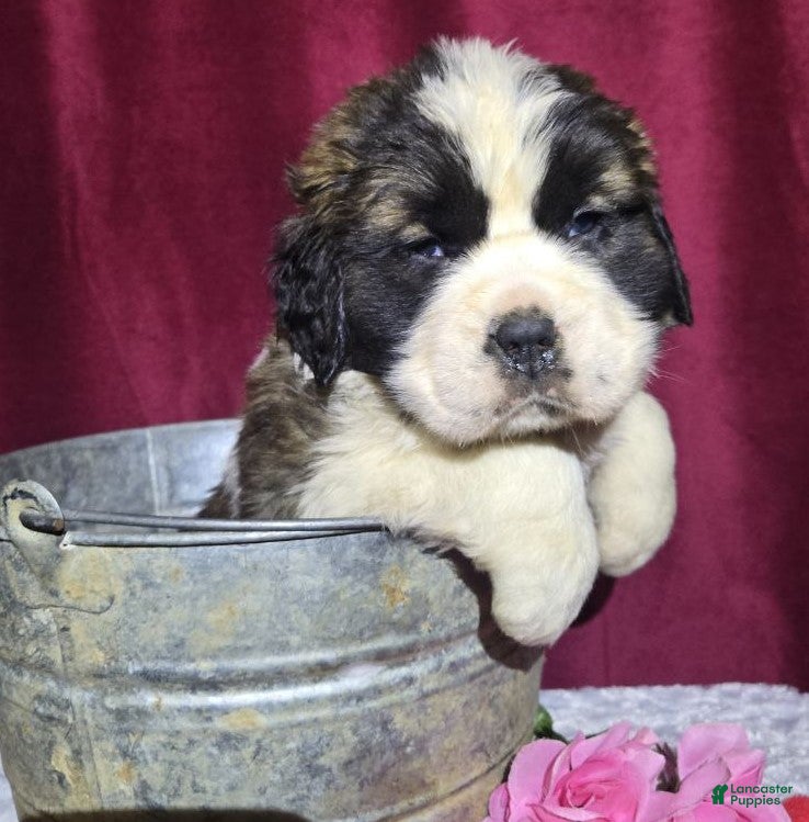 Saint Bernard dogs Boisterous Betty - Ad 25