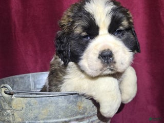 Saint Bernard dogs Boisterous Betty - Ad 25