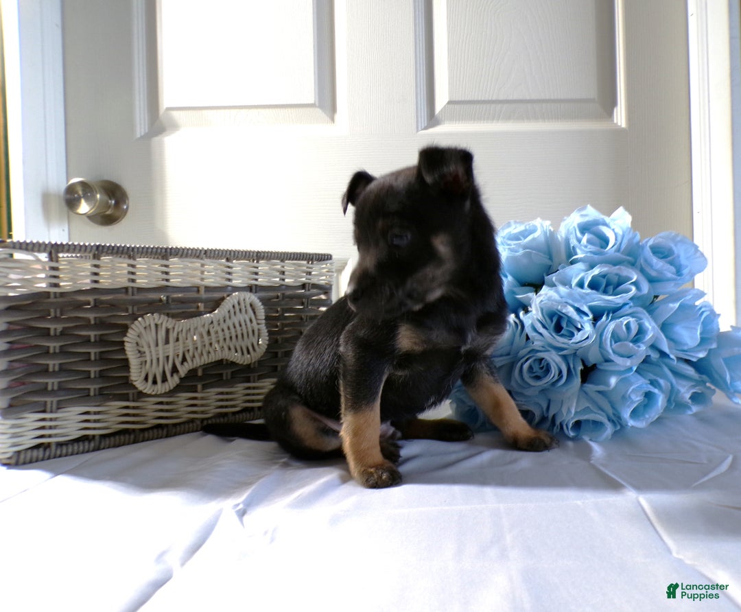 Chihuahua dogs for sale: Chihuahua Puppy 1 Toby - Ad 3