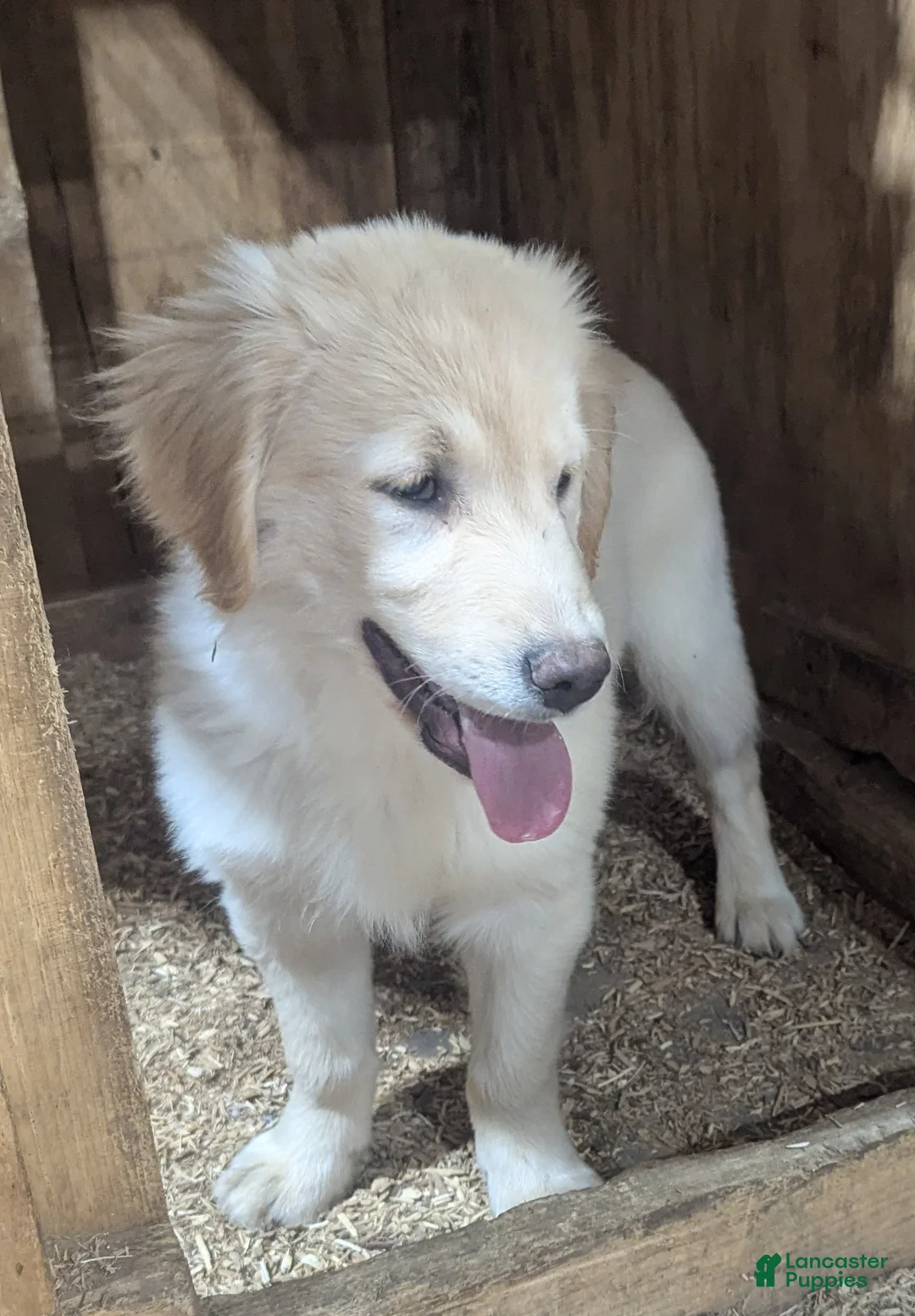 Golden Retriever dogs for sale: Charlie  - Ad 2